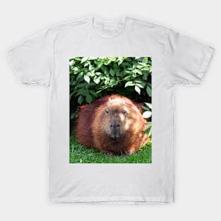 Capybara T-Shirt